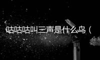 咕咕咕叫三聲是什么鳥（咕咕咕叫是斑鳩叫聲）