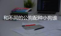 和不同的公狗配種小狗誰的壽命長(不同品種的狗能配嗎)