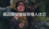 基因編輯豬腎移植人體后成功撐過1個月