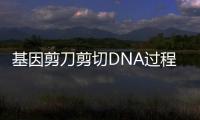 基因剪刀剪切DNA過程首次捕獲