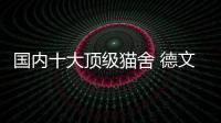 國內十大頂級貓舍 德文（國內十大頂級貓舍）