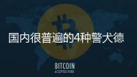 國(guó)內(nèi)很普遍的4種警犬德牧上榜最后一種是中國(guó)自行培育的犬種