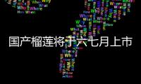 國產榴蓮將于六七月上市 收成翻倍滿城盡是榴蓮香