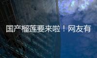 國產榴蓮要來啦！網友有個期待→