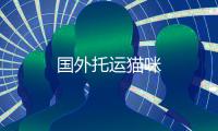 國外托運貓咪