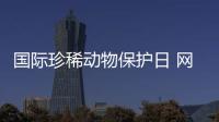 國際珍稀動物保護日 網易云音樂聯合多家公益機構發起“拾魚”公益活動