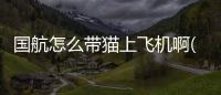 國(guó)航怎么帶貓上飛機(jī)啊(國(guó)航能帶貓嗎)