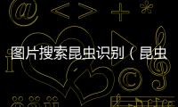 圖片搜索昆蟲識別（昆蟲識別圖鑒掃一掃）