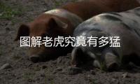 圖解老虎究竟有多猛