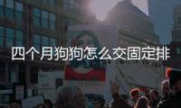 四個月狗狗怎么交固定排便的東西？4個月狗狗怎么訓練大小便