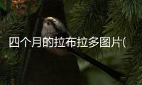 四個(gè)月的拉布拉多圖片(四個(gè)月的拉布拉多長(zhǎng)什么樣子)