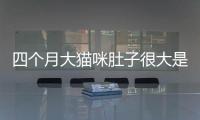 四個月大貓咪肚子很大是怎么回事啊？四個月貓咪肚子大什么原因