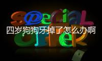 四歲狗狗牙掉了怎么辦啊(狗狗才四歲牙為什么掉了)