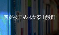 四歲被棄叢林女泰山猴群里長大