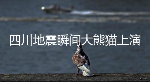 四川地震瞬間大熊貓上演了一場(chǎng)教科書式的逃生示范