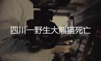 四川一野生大熊貓死亡