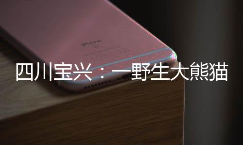 四川寶興：一野生大熊貓連續兩晚“借宿”村民豬圈