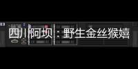 四川阿壩：野生金絲猴嬉戲覓食神態十足惹人愛