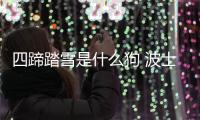 四蹄踏雪是什么狗 波士頓梗犬手機壁紙