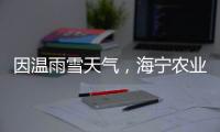 因溫雨雪天氣，海寧農業累計受災損失金額達4302萬元