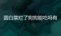 圓白菜爛了狗狗能吃嗎有毒嗎？圓白菜腐爛