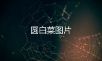 圓白菜圖片