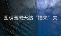 圓明園黑天鵝“福來”夫婦死亡，初判是野生動物所為