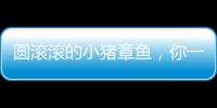 圓滾滾的小豬章魚，你一定沒見過
