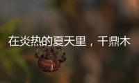 在炎熱的夏天里，千鼎木門為您送上一份清涼!