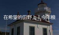 在希望的田野上丨今年糧食增產的重心在于大面積提高單產能力
