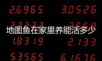 地圖魚在家里養(yǎng)能活多少年呢(地圖魚能不能養(yǎng))