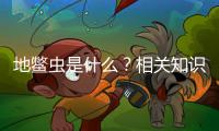 地鱉蟲是什么？相關知識介紹