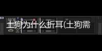 土狗為什么折耳(土狗需要立耳嗎為什么)