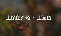 土鯪魚介紹？ 土鯪魚