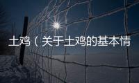土雞（關于土雞的基本情況說明介紹）
