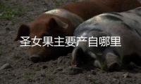 圣女果主要產自哪里