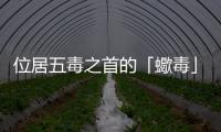 位居五毒之首的「蠍毒」，除了致人於死還有其他妙用