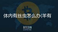 體內有絲蟲怎么辦(羊有肺絲蟲怎么辦)