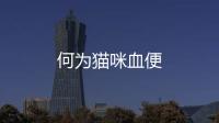 何為貓咪血便