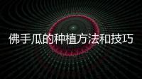 佛手瓜的種植方法和技巧