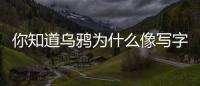 你知道烏鴉為什么像寫字臺(tái)什么意思（烏鴉為什么像寫字臺(tái)是什么意思）