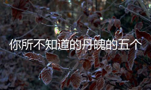 你所不知道的丹魄的五個故事
