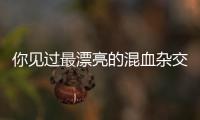 你見過最漂亮的混血雜交狗是什么樣子的？ 博美和銀狐串串長(zhǎng)什么樣