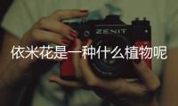 依米花是一種什么植物呢 依米花有什么作用呢