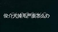 俊介犬掉毛嚴重怎么辦 俊介犬長大后的多重