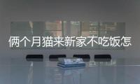 倆個月貓來新家不吃飯怎么辦呢(兩個月的貓到新家不吃不喝怎么辦)