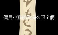 倆月小貓能洗澡么嗎？倆月小貓能洗澡么嘛