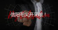 信陽毛尖開采啦！