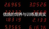 信鴿的飼養與訓練是真實還是虛假消息?