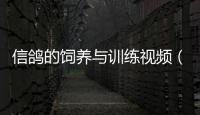 信鴿的飼養與訓練視頻（信鴿的飼養與訓練）